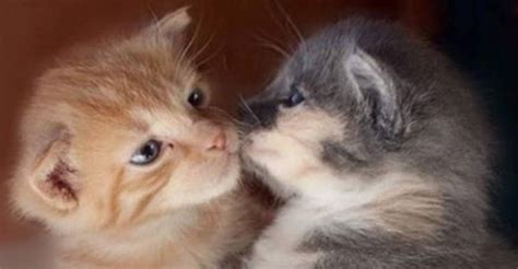 Cats And Kittens On Instagram 27th September 2016 We Love Cats And