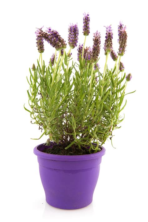 French Lavender Planting Pruning And Care Tips Horticulture