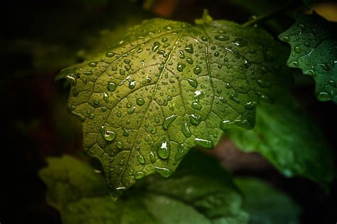 Water droplets on leaf, dew drop leaf graphy, crystal water droplets with green leaves hd graphy s, watercolor leaves, drop png. water, Drop, Leaf, Nature, Drops, Rain, Bokeh Wallpapers ...