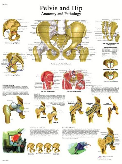 Anatomical Chart Hip And Pelvis Laminated Medical