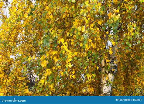Autumn Branches Of Birch Tree Stock Photo Image Of Tree Fall 105716848