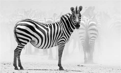 Beautiful Black And White Photography Of Animals Hongkiat