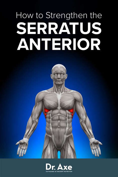 Serratus Anterior Exercises To Strengthen The Top Of Your Abs