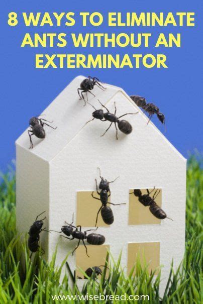 8 ways to eliminate ants without an exterminator rid of ants get rid of ants pest control