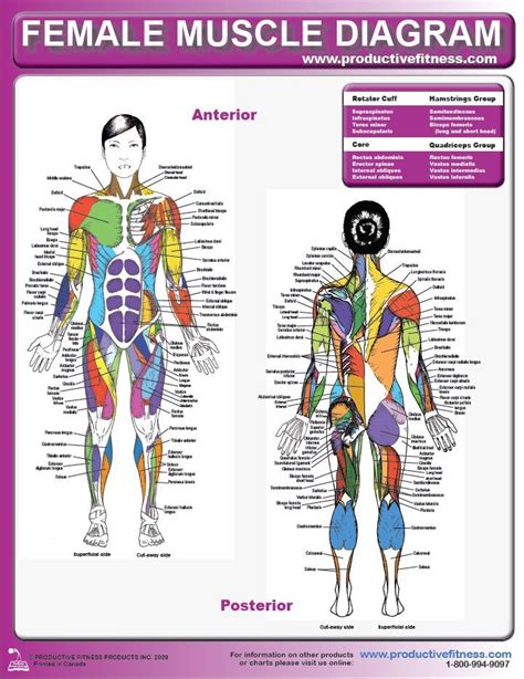 Bodybuilding Anatomy Exercise Chart