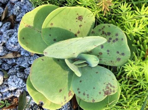 Fungal infections of the skin are very common. Fungal Infections And Succulents- How To Treat Them ...