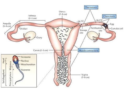 Comprehensive Guide To Understanding Sperm Dhc