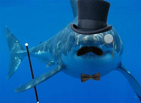 Shark Week Top 15 Incredibly Hilarious Shark Memes Geekmundo Shark