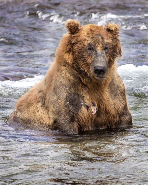 Katmai Brown Bears Brooks Falls Alaska Usa Stock Image Image Of