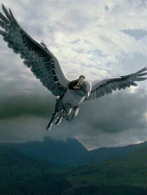 Hippogriff Harry Potter Harry Potter Filmleri Hayranlık