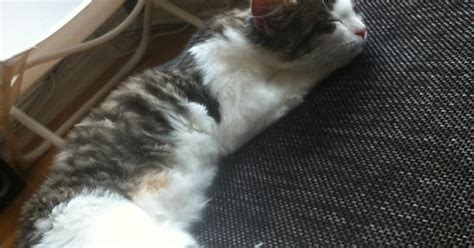 Reddit Meet Dorothy My 2 Legged Cat Imgur