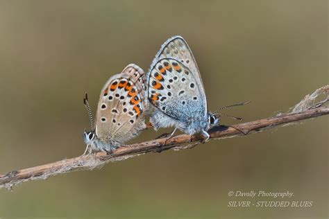 Silver Studded Blue Plebejus Argus Copulating Pair Prees H Flickr
