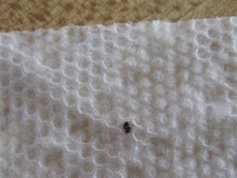 What do dust mites eat? What do mites look like on snakes, pest repeller ultimate ...