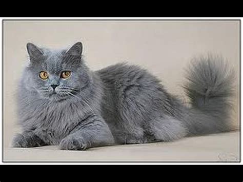 british longhair cat youtube