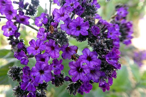 Purple Flower With Pleasant Scent Best Flower Site