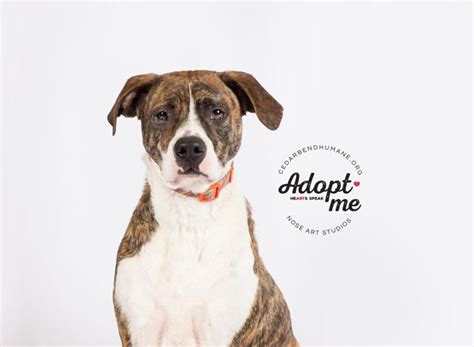 Look at pictures of boxer puppies in iowa who need a home. Dodge Boxer Adult - Adoption, Rescue | Boxer For Sale in Waterloo IA | 4863607839 | 4863607839 ...