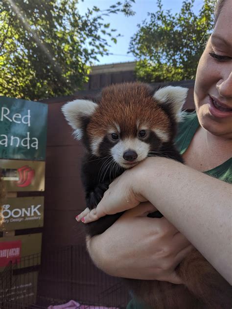Baby Red Panda Doing A Baby Blep On International Red Panda Day One Of