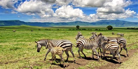 Ngorongoro Crater Ngorongoro Conservation Area Tanzania Tours