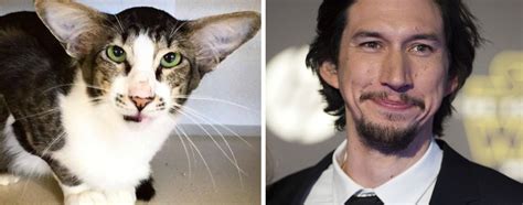 That Cat Who Went Viral For Looking Like Adam Driver Got Adopted Cats