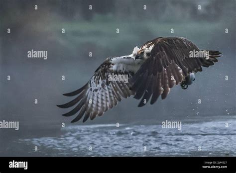 The osprey on the River Gwash. OAKHAM, UK: MAJESTIC photographs have