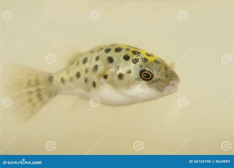 Portrait Of Green Spotted Puffer Fish Stock Photo Image Of Fish