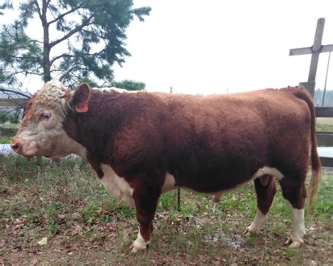 Hereford bull for sale - Texas Salebarn