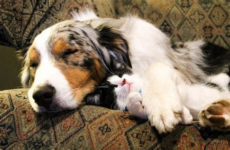 Unlikely Friendship Stray Cat And Dog Love Meow