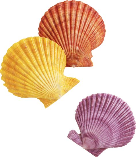 Seashell Png 10 Free Cliparts Download Images On Clipground 2023