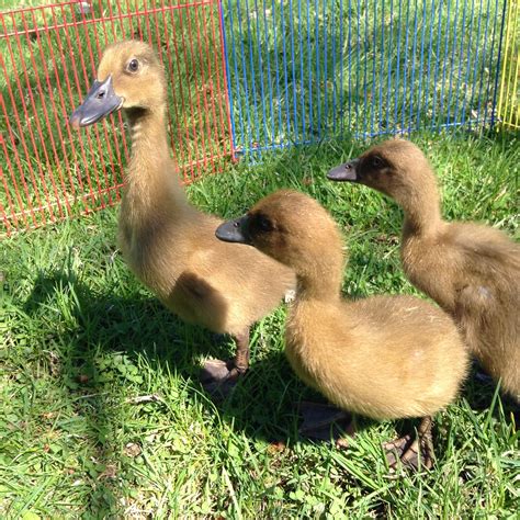 Raising Ducklings To Ducks Backyard Chickens Learn How To Raise