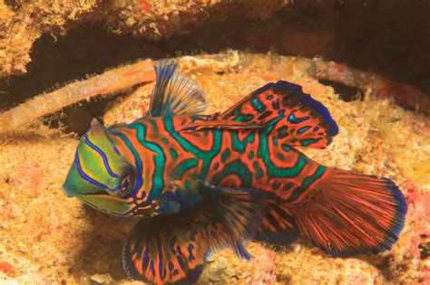 Mandarinfish Dragonets Care Information