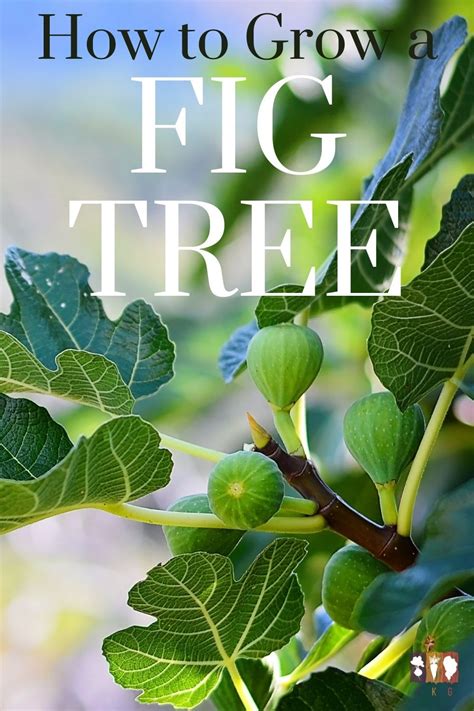 Fig Fruit Tree Fig Tree Plant Planting Fruit Trees Fruit Plants