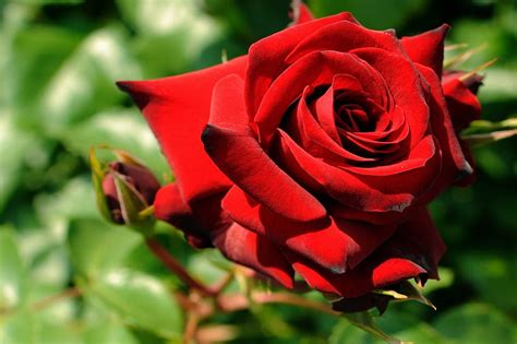 Friendship Rose Red For You Rose Friendship Hd Wallpaper Peakpx