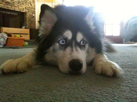 The chances are good that your dog will be smaller than any other that you come across. 9 Dogs Who Are Completely Terrified of Themselves | The ...