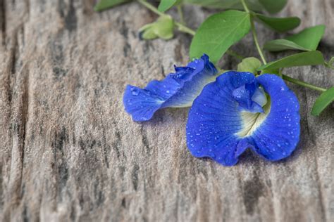 It gives a dark blue color, and a starch and pea taste. Blue Butterfly Pea Flower - Nyonya Cuisine | Peranakan ...