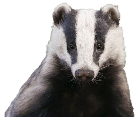 Badger Png Clipart Png All Png All