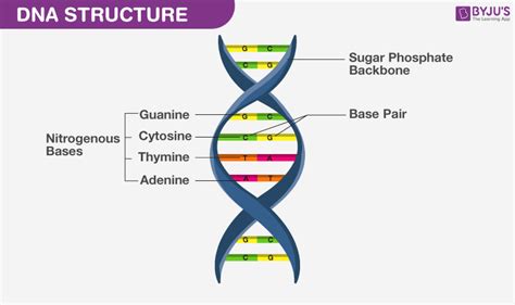 Difference Between B Dna And Z Dna