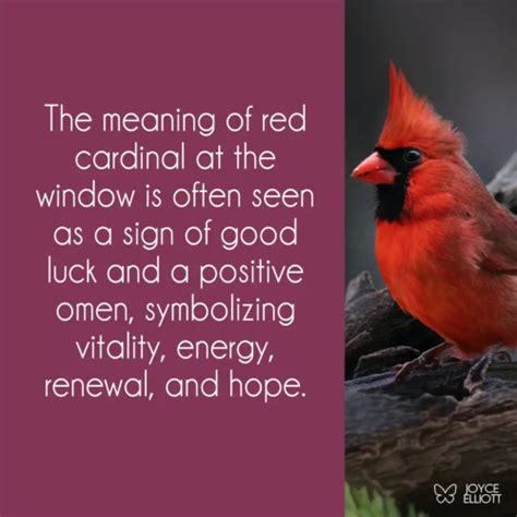 Meaning Of Red Cardinal At Window 13 Undeniable Explanations Joyce