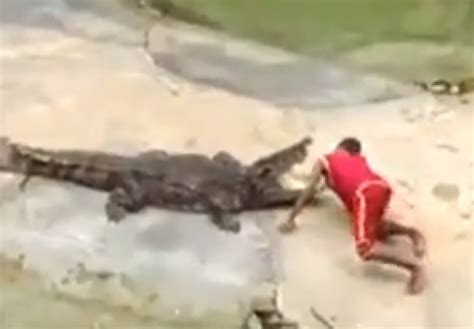 Crocodile Bites Head Of Trainer Pravit Suebmee In Thailand Graphic