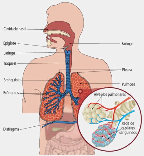 Sistema respiratorio Bioloxía y Xeoloxía ºESO