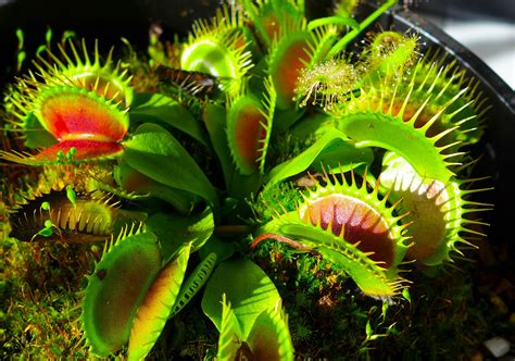 Carnivorous Plant Lecture At The Museum Of Coastal Carolina On June 6