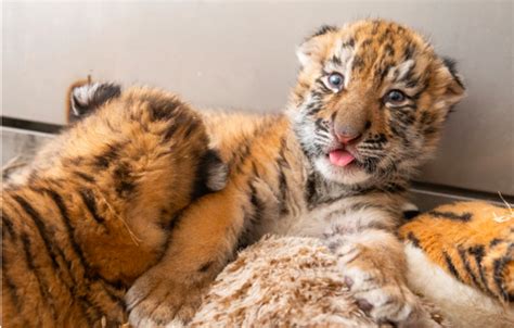 A First Look At The Adorable Tiger Cubs That Were Just Born At