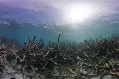 Why Are Coral Reefs Important And Why Are They Dying Environment