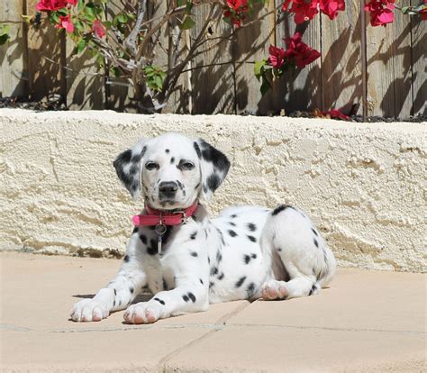 59 Dalmatian Puppies Newborn Image Bleumoonproductions