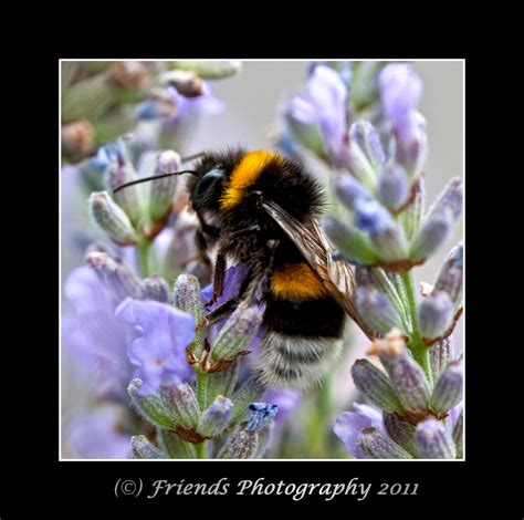 Bumblebee Macro Bumblebee Taken With My Macro 100mm Lis Drbob97