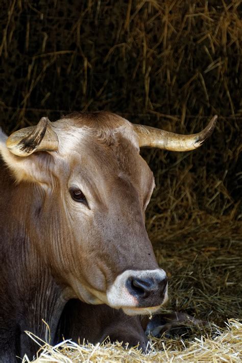 Images Gratuites Herbe Animal Faune Corne Vache Pâturage Bétail
