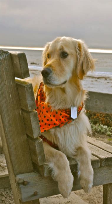 Pin By Nese Caneri On On The Beach Golden Retriever Beautiful Dogs Dogs