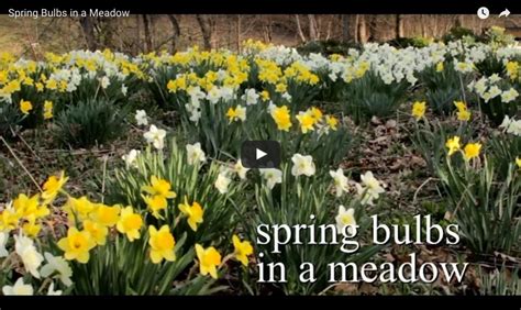 Where To Plant Fall Bulbs Theres Always Room For More Longfield Gardens