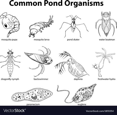 Common Pond Organisms Royalty Free Vector Image