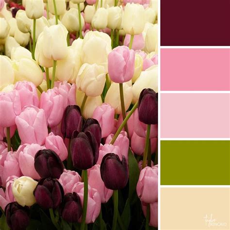 Tulip Colors Tulip Colors Color Balance Color Palette