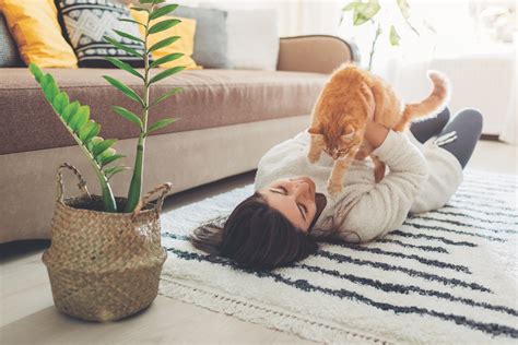 Help Your Cat Love The Great Indoors Catster